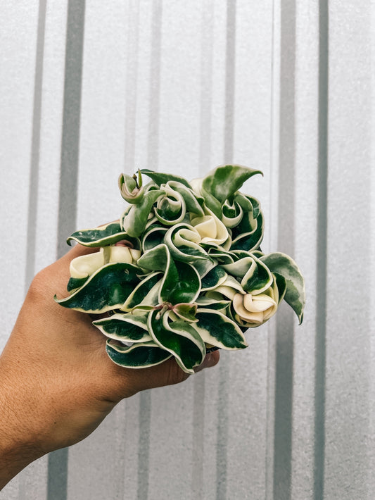 Live Variegated Hoya Compacta