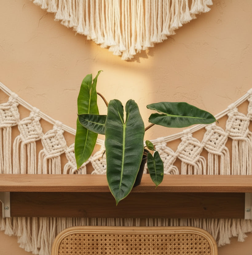 Live Billietiae Philodendron