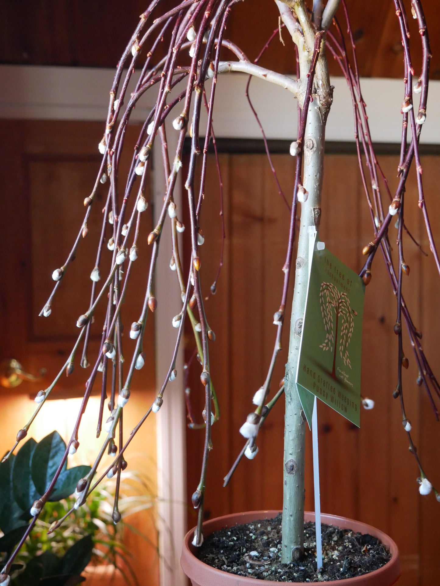 Live Weeping Willow Tree