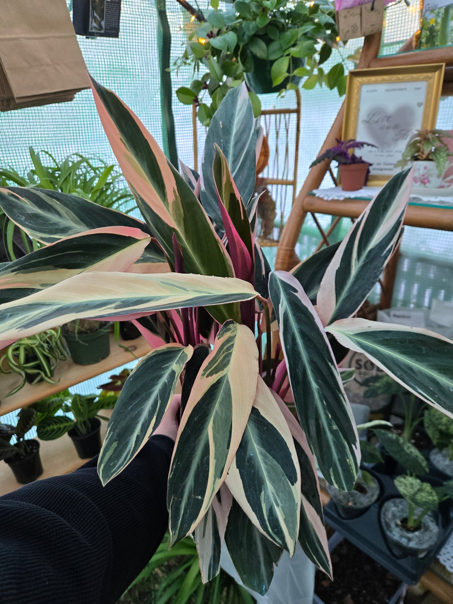 Live Stromanthe Triostar