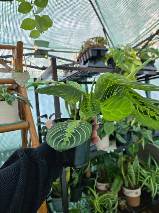 Live Lemon Lime Maranta