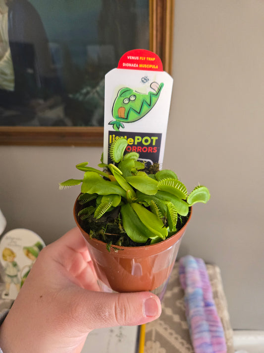 Live 3" Venus Fly Trap