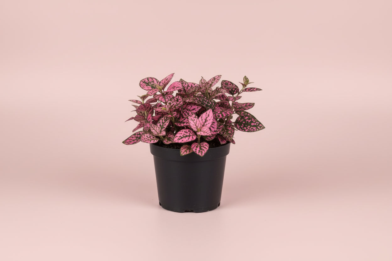 Live Polka Dot Plant