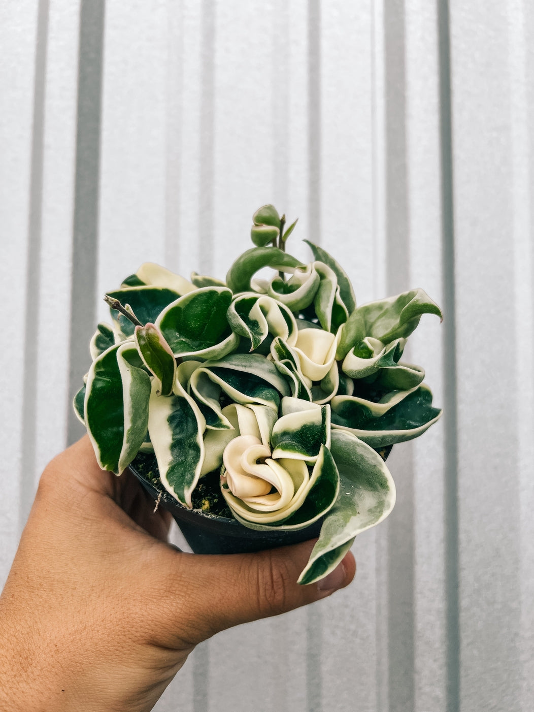 Live Variegated Hoya Compacta
