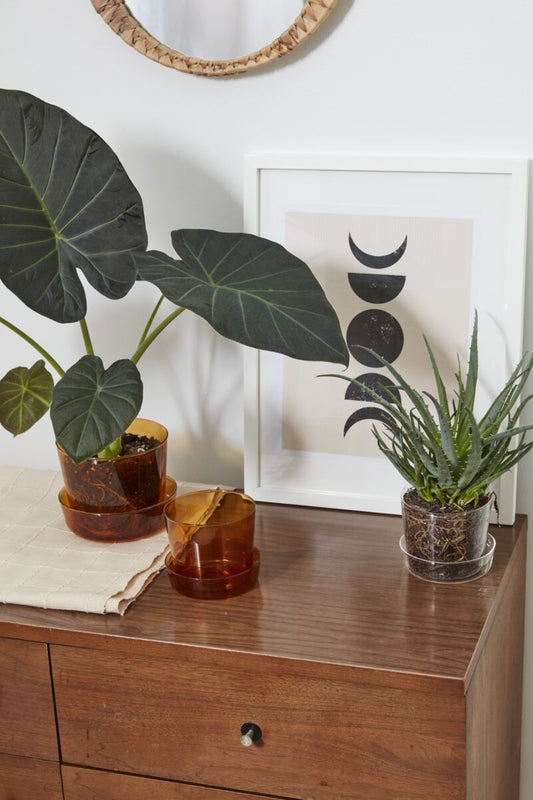 Amber Glass Pot with Saucer