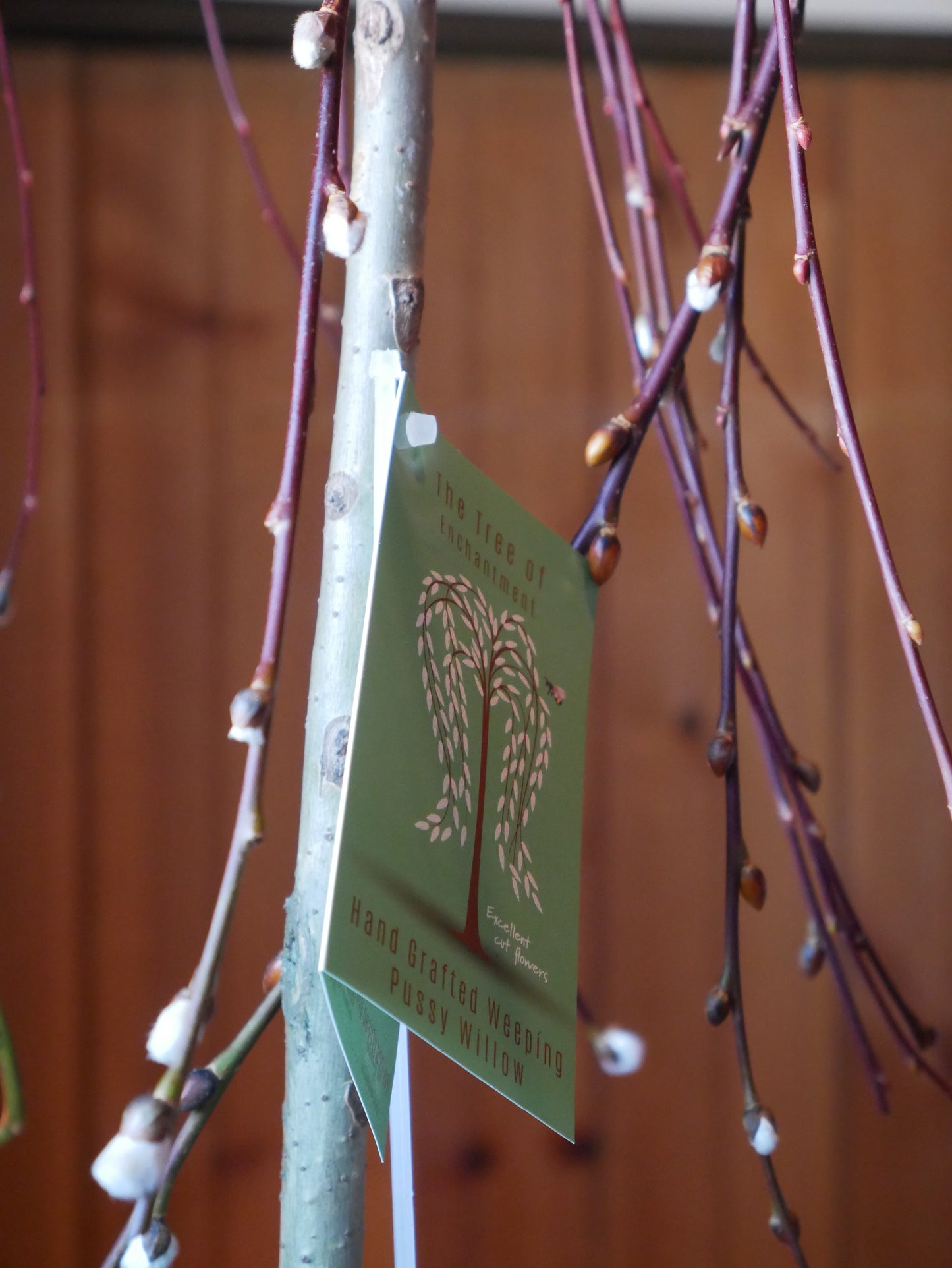 Live Weeping Willow Tree