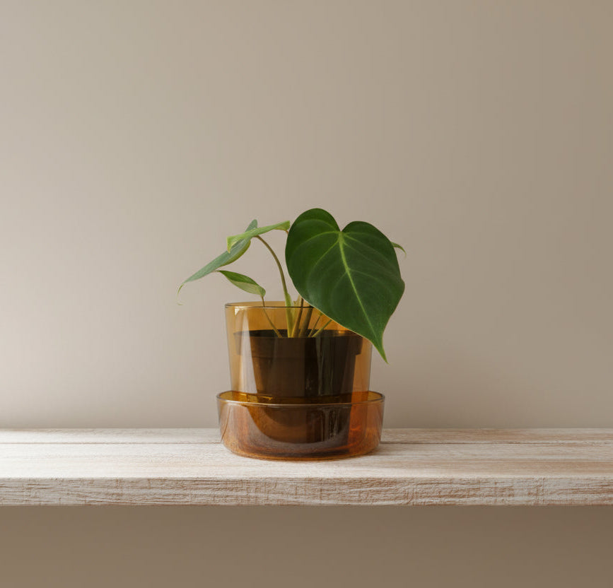 Live Philodendron Gloriosum