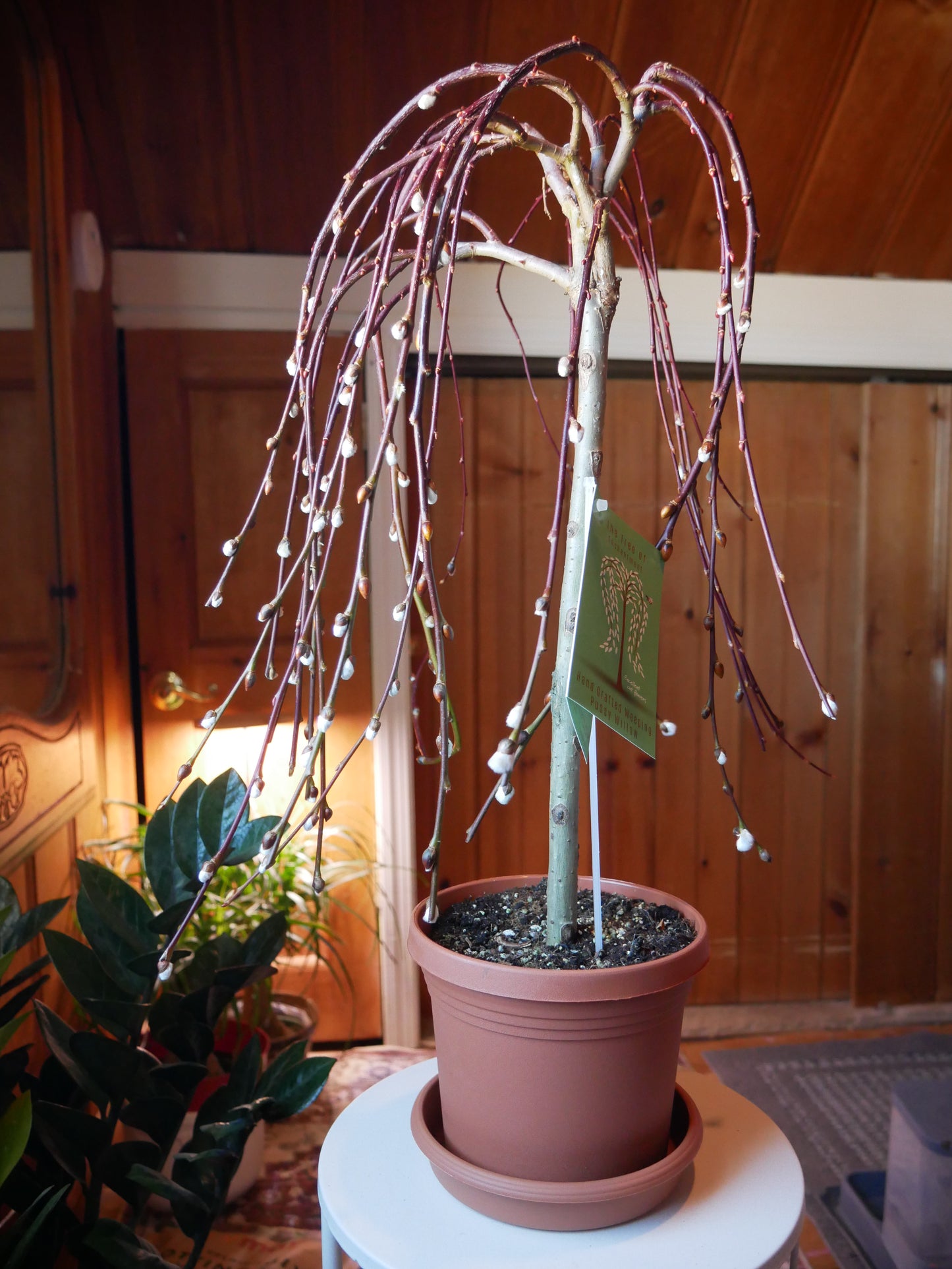 Live Weeping Willow Tree