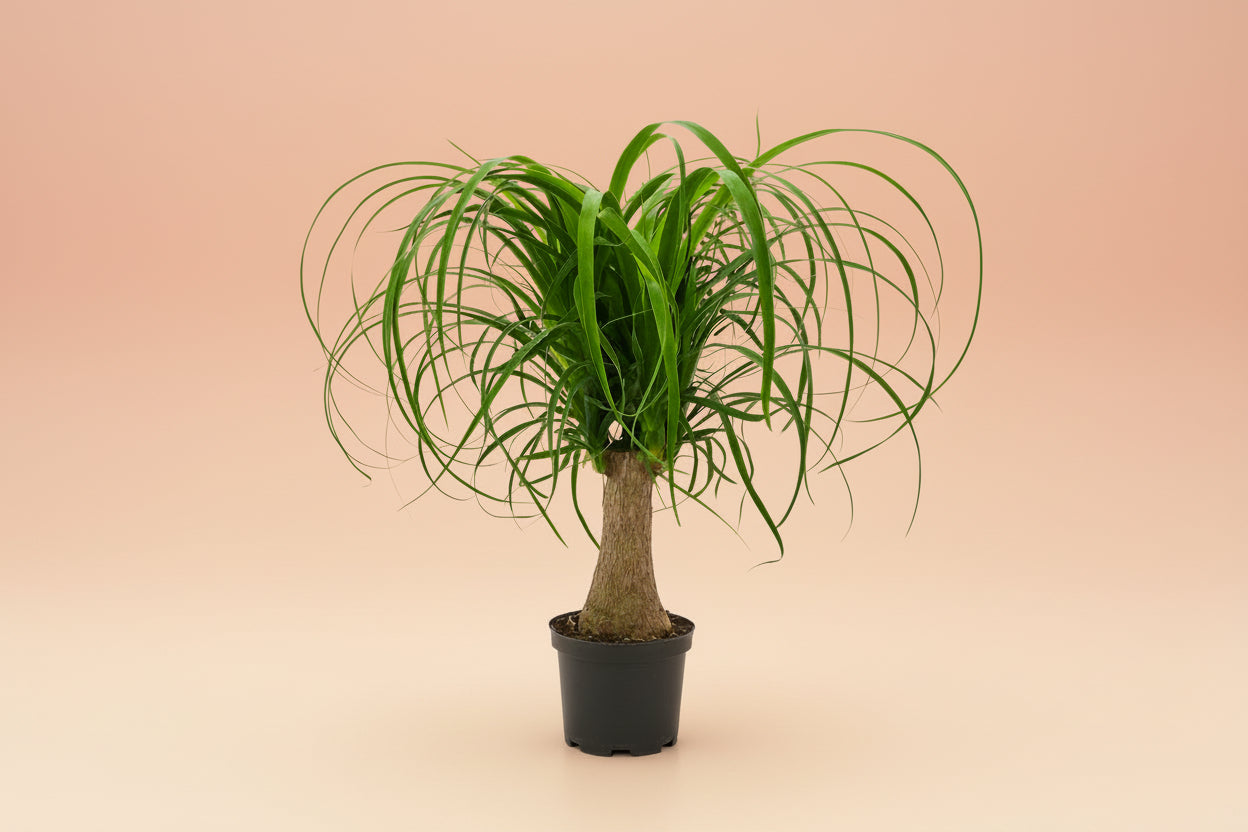 Live Ponytail Palm