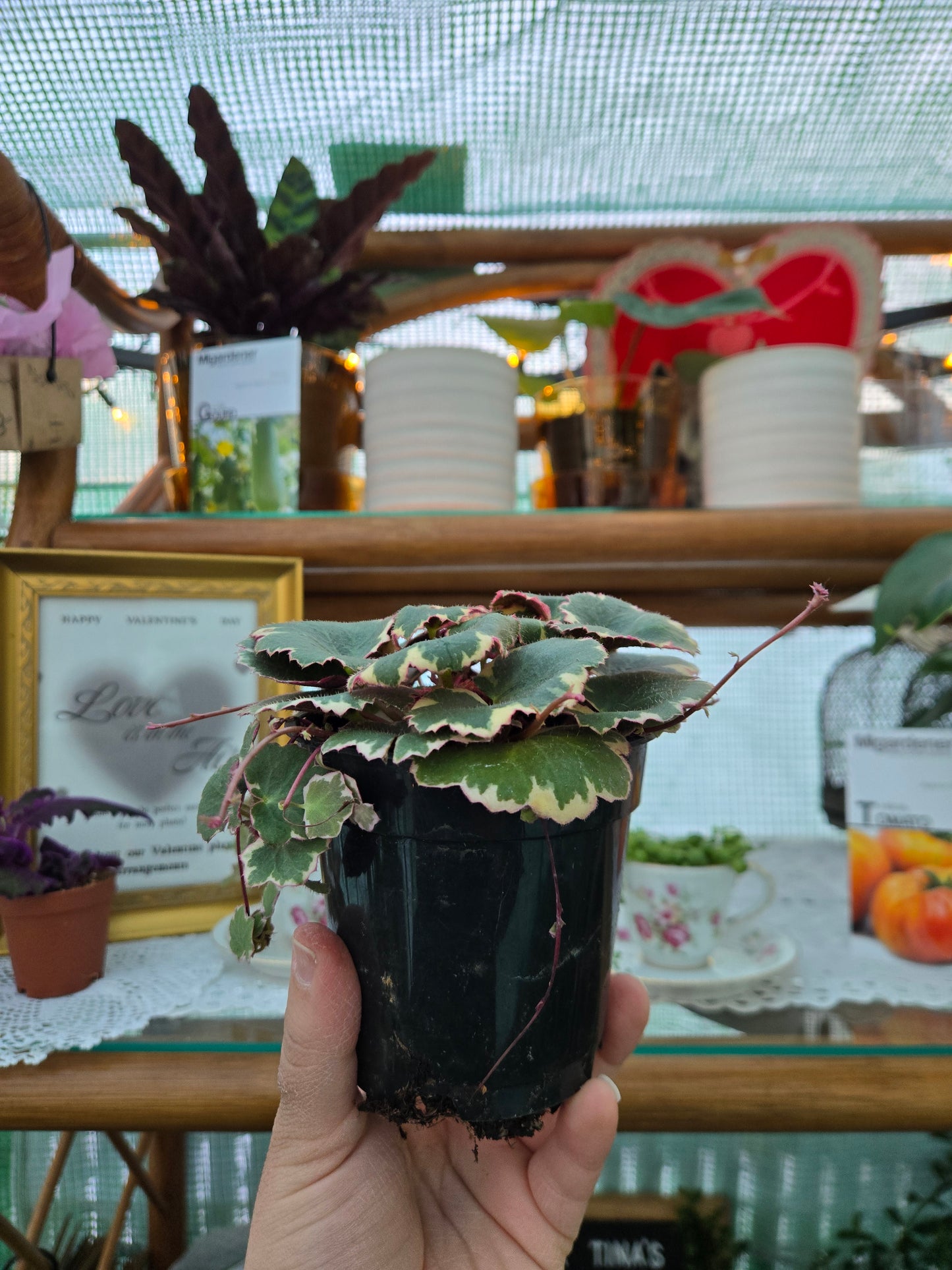 Live Strawberry Begonia