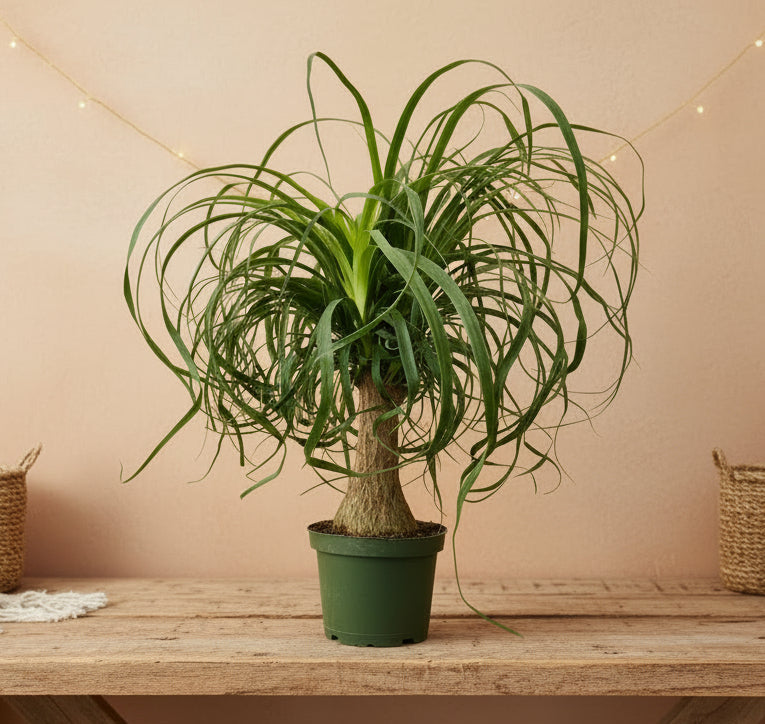 ponytail palm vase life Live Ponytail Palm – Farmer Tina's Greenhouse