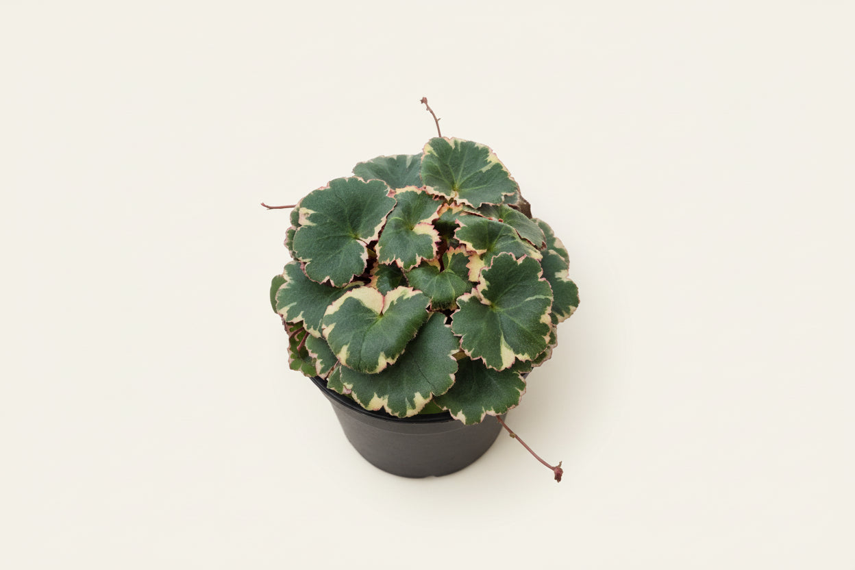 Live Strawberry Begonia