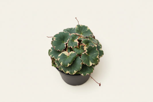 Live Strawberry Begonia