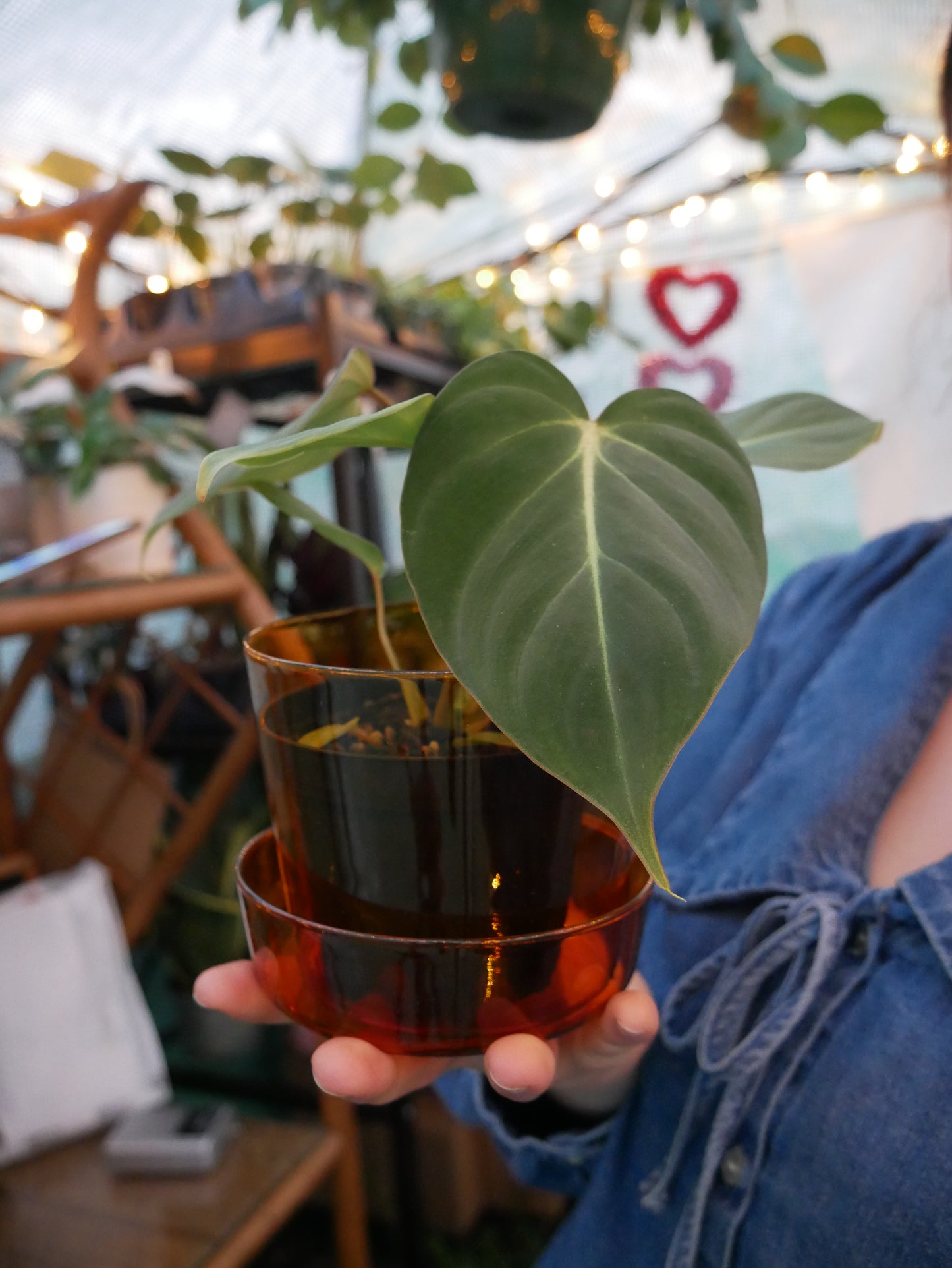 Live Philodendron Gloriosum