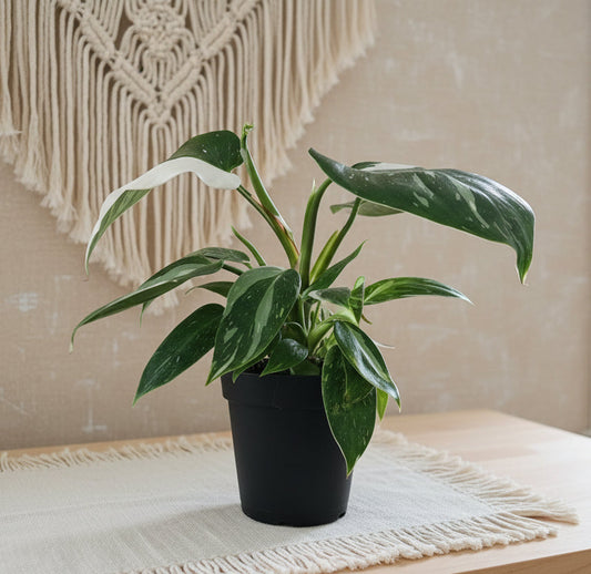Live White Princess Philodendron