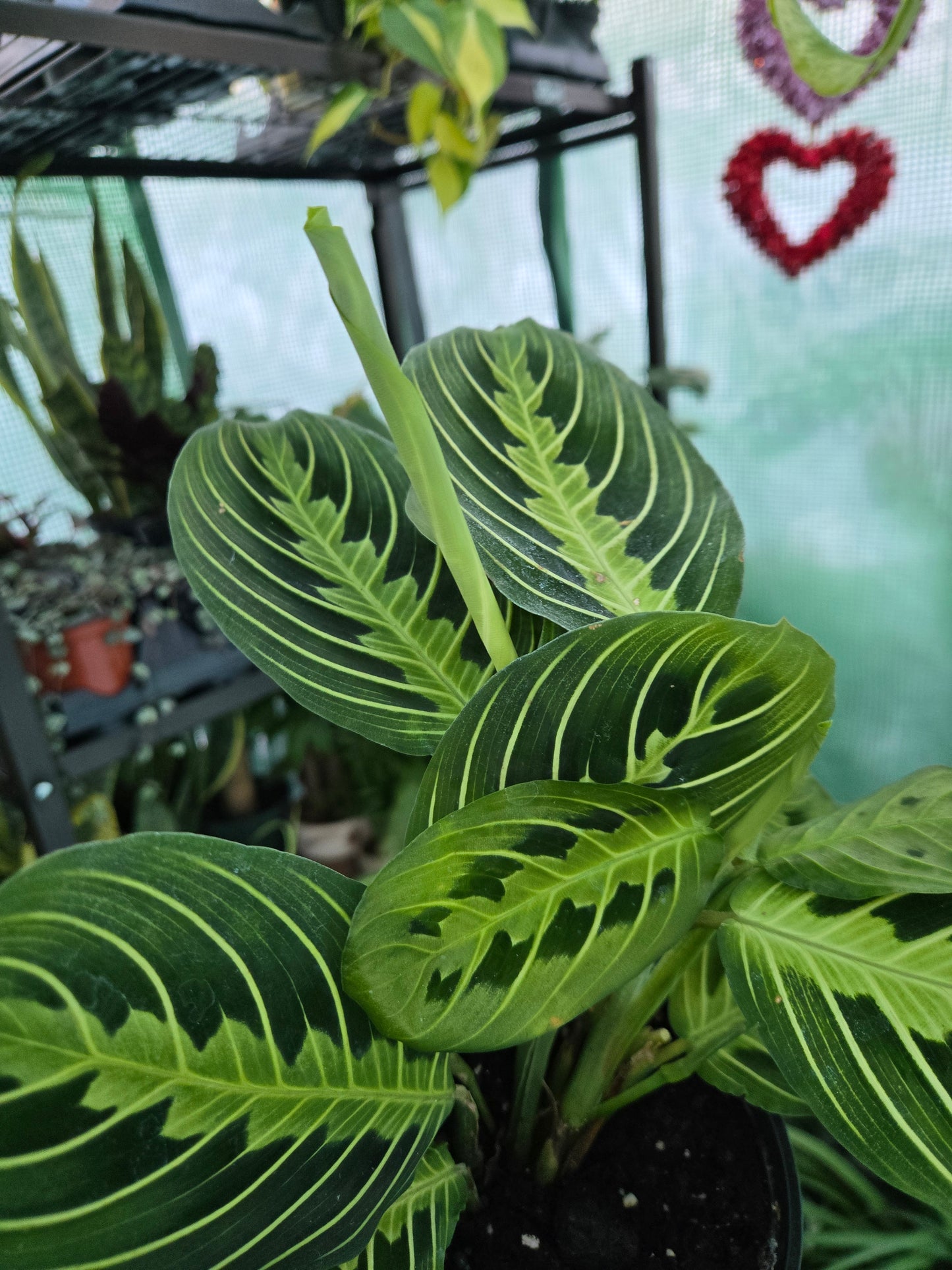 Live Lemon Lime Maranta