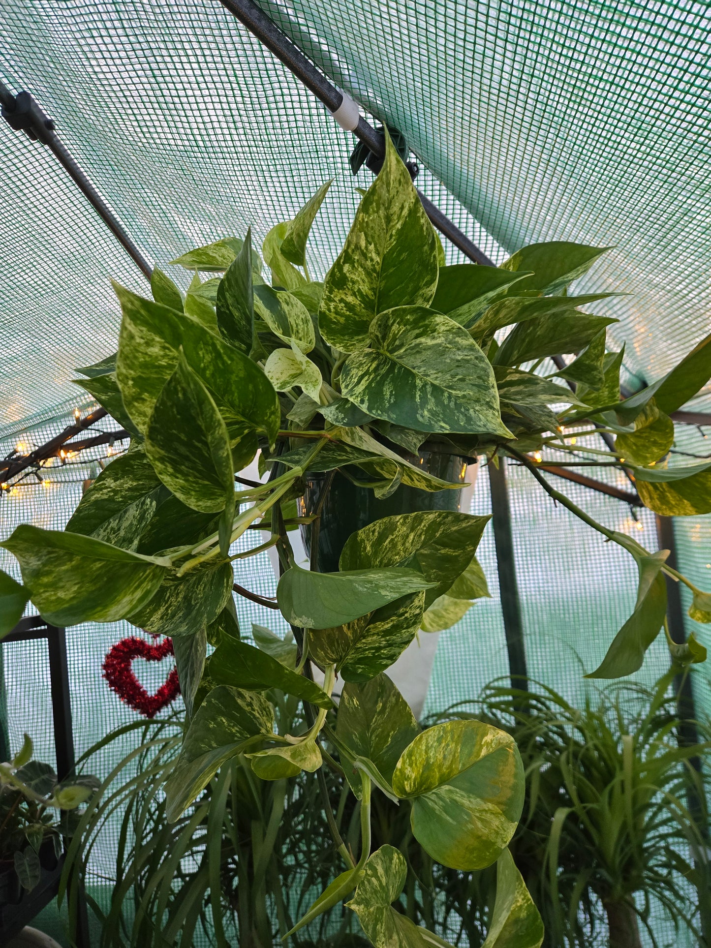 Live Marble Queen Pothos
