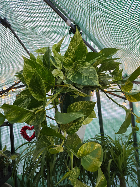 Live Marble Queen Pothos